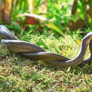 serpents-accouplement.jpg