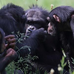 Groupe de chimpanzés