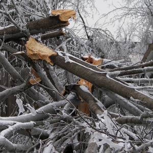 tree-destruction-282553_1920.jpg
