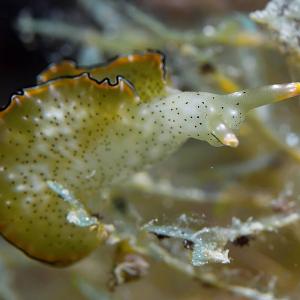 Limace de mer de l'espèce Elysia marginata