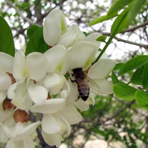 abeille.jpg