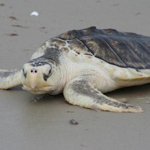 tortue-Kemp.jpg