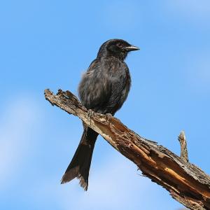 Drongo brillant sur la Madlabantu Trail, parc Kruger, Afrique du Sud