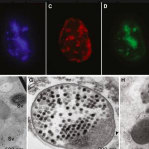 algue-microscope-7genomes.jpg