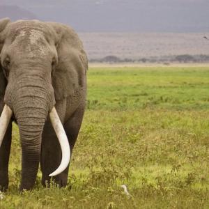elephant-savane.jpg