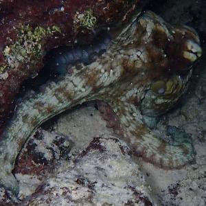 pieuvre-Octopus_insularis.jpg