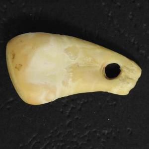 prehistoire-dent-wapiti.jpg