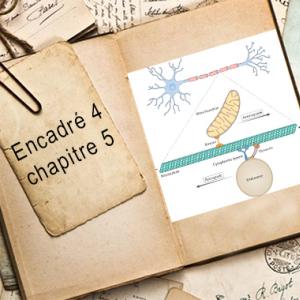 Encadré chapitre 5 #4.jpg