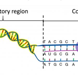 ADN-regulatory-coding.jpg