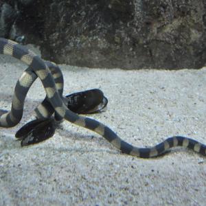 Hydrophis cyanocinctus.jpg