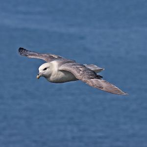 fulmar-boreal.jpg