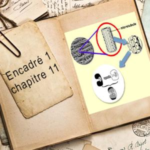 Encadré chapitre 11 #1.jpg