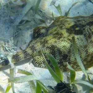 Raie pastenague jaune (Urobatis jamaicensis) 