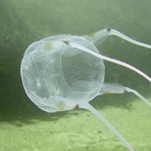 meduse-boite-des-Caraibes.jpg