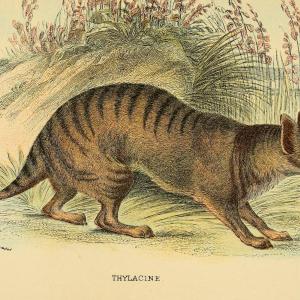 tigre-de-Tasmanie.jpg