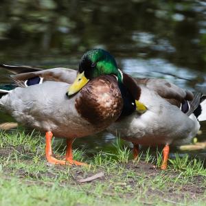 canards-colverts-gays.jpg