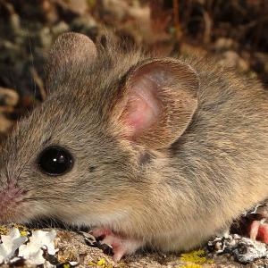 souris-Phyllotis_xanthopygus.jpg