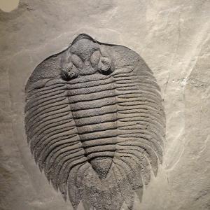 trilobite-fossile.jpg
