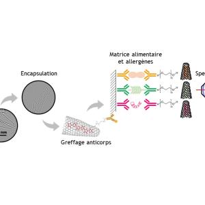 Fabrication des nanocornes, des sondes (nanocorne + anticorps+ colorant) et détection de l'anticorps par spectroscopie Raman