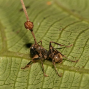 Ophiocordyceps unilateralis.png