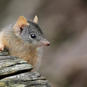 antechinus-marsupial.jpg