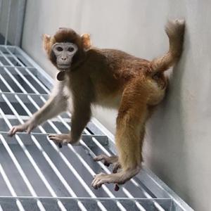 clonage-singe-rhesus-2024.jpg