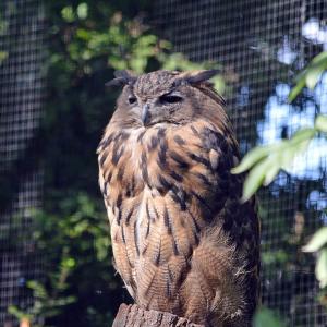 Hibou_grand-duc.jpg