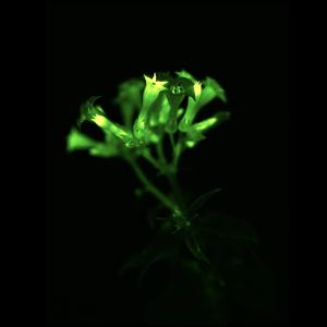 bioluminescence-plante.jpg