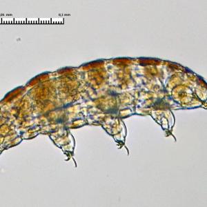 tardigrade.jpg