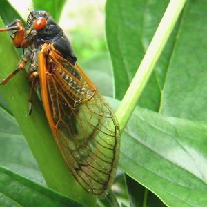 cicada-2003429_1920.jpg