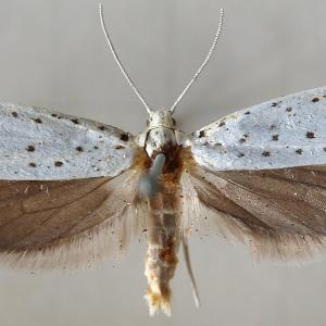 papillon-nuit-Yponomeuta-cognagellus.jpg