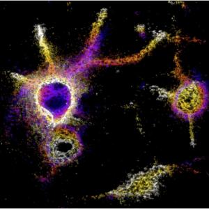 pnas.1815273115fig01.jpg