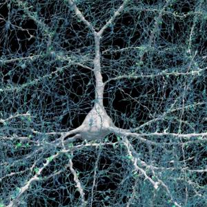 3e R - 11 neurone avec milliers de synapses.jpg