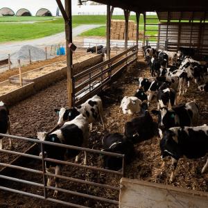 vaches-etable.jpg