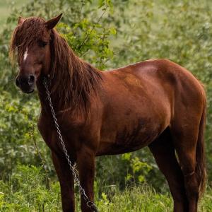 cheval-Danube.jpg