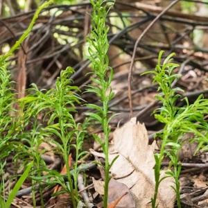fougere-Tmesipteris oblanceolata.jpg