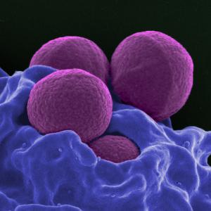 Neutrophile humain ingérant des staphylocoques dorés