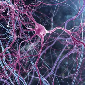 Neurones