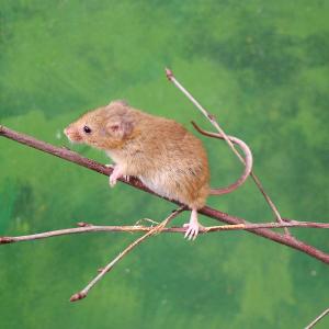rat des moissons, souris des moissons ou souris naine