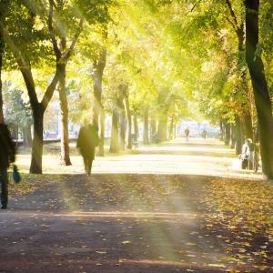 arbres-ville.jpg