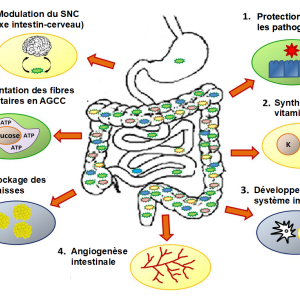 Microbiote - schéma