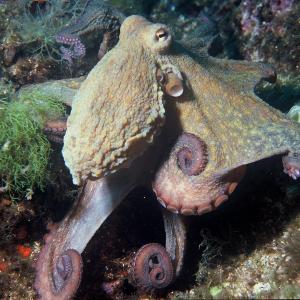 Octopus vulgaris.jpg