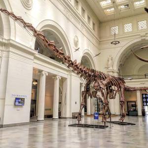Squelette de titanosaure exposé au Field Museum of Natural History