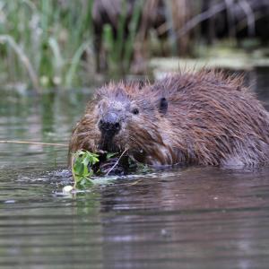 castor-Alberta-DP.jpg