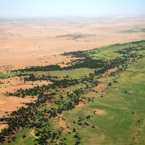 arbres-Mali-muraille-verte.jpg