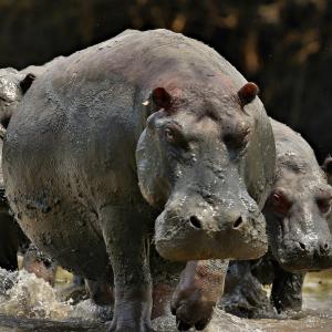 hippopotames.jpg