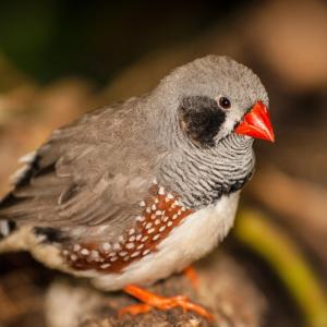 oiseau-zebra-finch.jpg