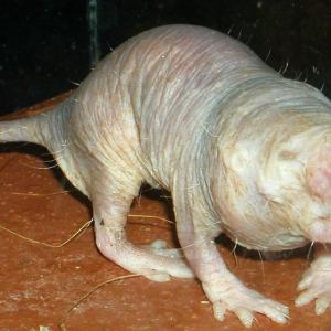 rat-taupe-nu.jpg