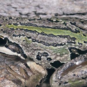 grenouille-Litoria verreauxii alpina.jpg