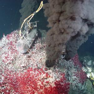 Mont hydrothermal peuplé de vers tubicoles géants